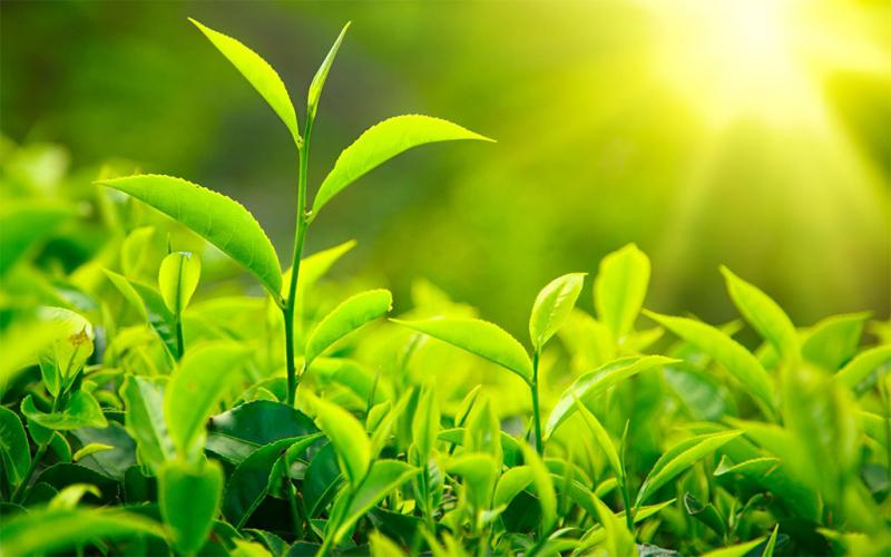 Nutrição das Plantas